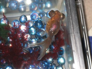 2009.06.0023 017 2009.06.0023 017