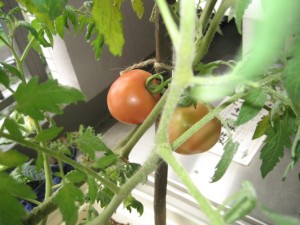 2009.080003 058 2009.080003 058