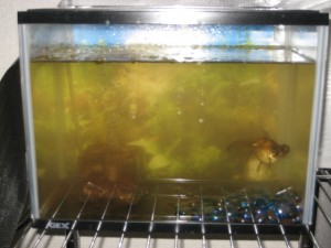 2009.0800031 008 2009.0800031 008