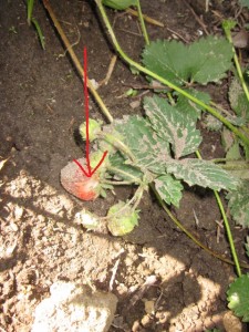 味見をしたくちばしの痕跡がはっきりと。。